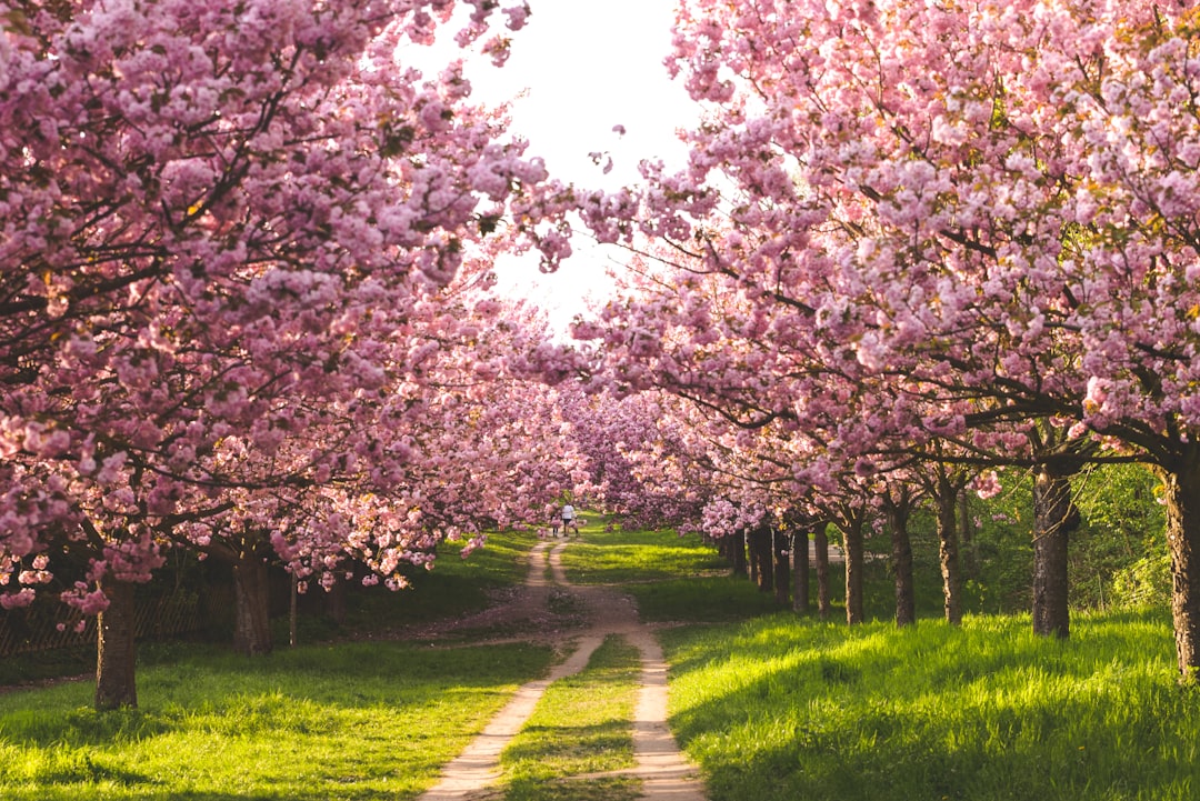 Discover the Delightful Nanking Cherry: A Sweet and Tangy Treat