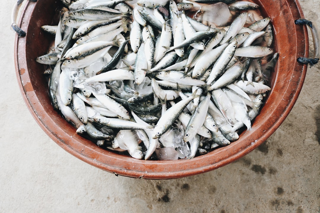 Mastering the Art of Catching Robalo: Tips and Techniques